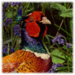 Pheasants in Bluebells